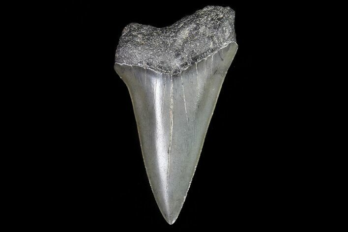 Fossil Mako Shark Tooth - Georgia #75230